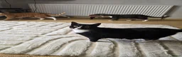 Mixed Breed cats for sale: 2 female 2 male cats  - Advert 4