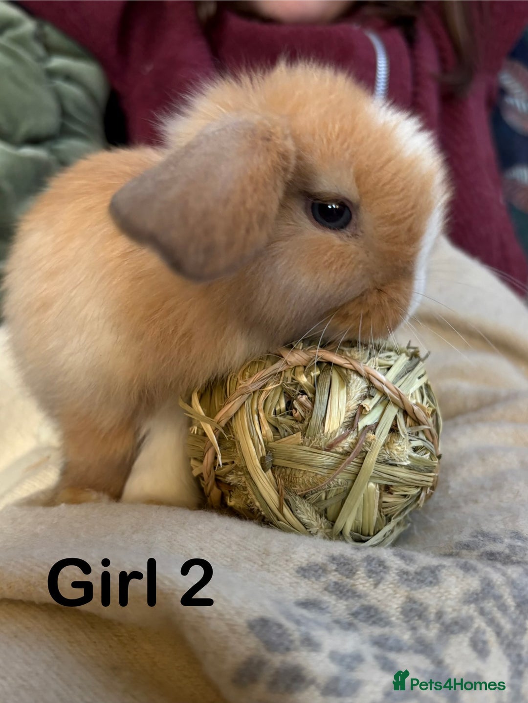 Mini Lop rabbits for sale: Friendly and curious mini lops (vaccinated) - Advert 7