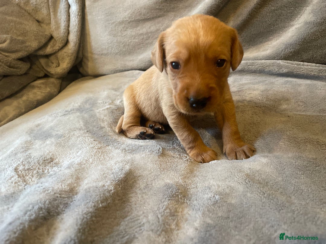 Labradoodle dogs for sale: F1b labradoodle puppies - Advert 27