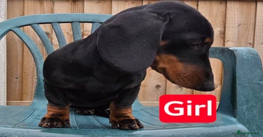 Dachshund dogs - Advert 3