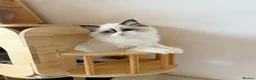 Ragdoll cats for sale: Adorable Ragdoll Kittens - 12 Weeks, Ready Now - Advert 14