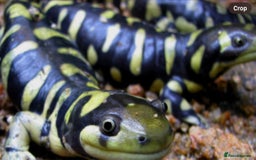 Axolotl reptiles for sale: Tiger salamanders CB April 2025 - Image 11