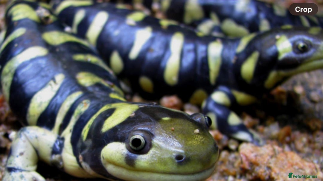 Axolotl reptiles for sale: Tiger salamanders CB April 2025 - Image 11