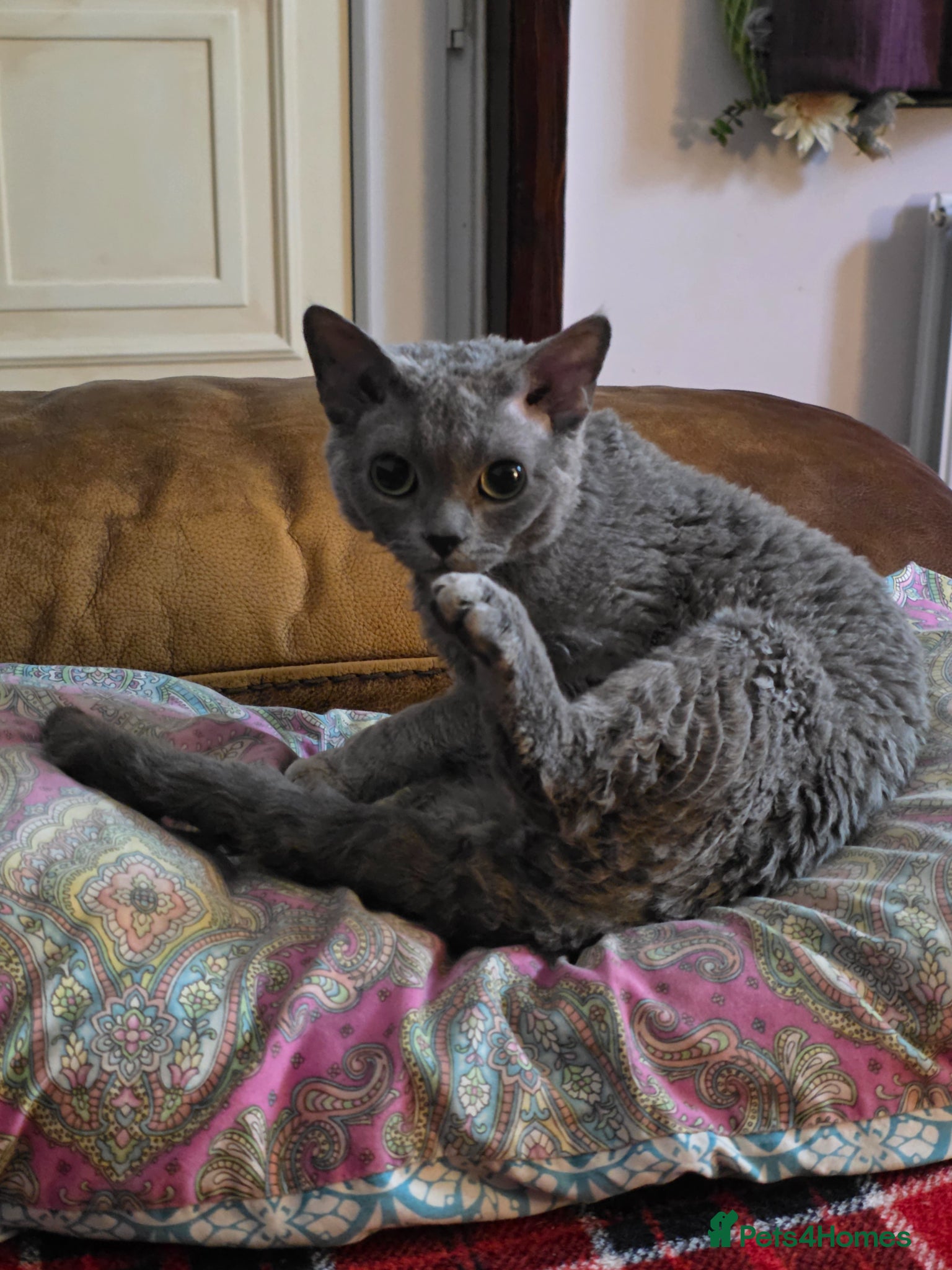 Devon Rex cats GCCF Male Devon Rex - Advert 4