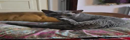 Devon Rex cats for sale: GCCF Male Devon Rex - Advert 1