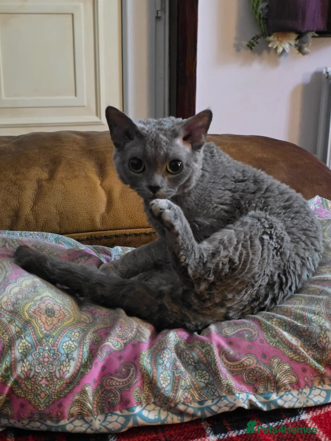 Devon Rex cats for sale: GCCF Male Devon Rex - Advert 1