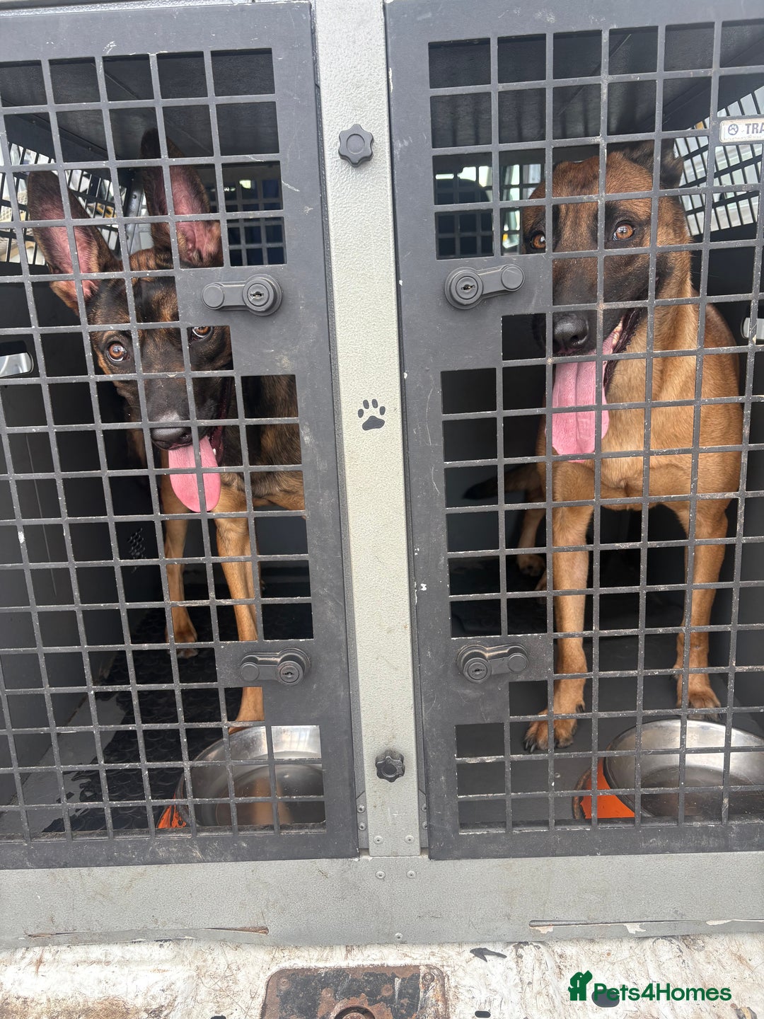 Belgian Shepherd Dog dogs for sale: Nova  - Advert 5