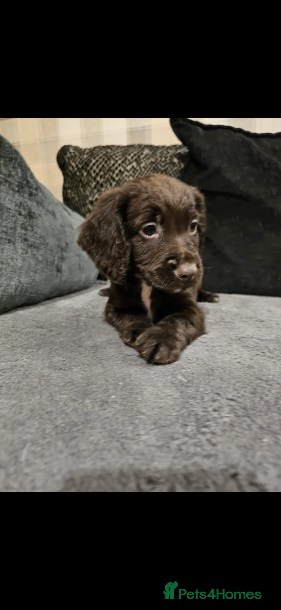 Cocker Spaniel dogs for sale: Cocker spaniel boys! - Advert 12