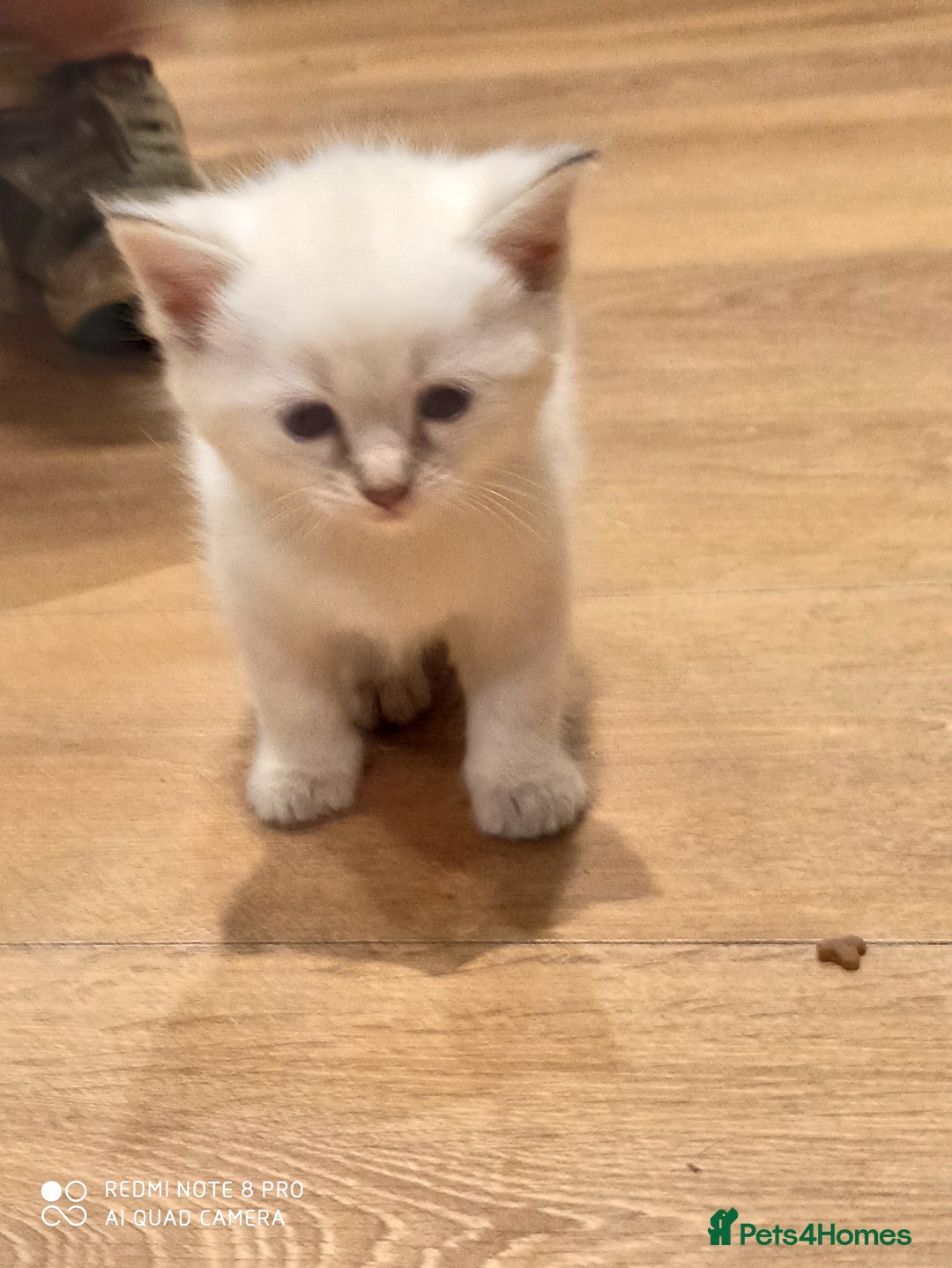 Siberian cats for sale: #4 lovely Siberian male kittens  - Image 21