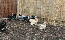 Chickens poultry for sale: Beautiful Pekin bantams!!  - Image 2