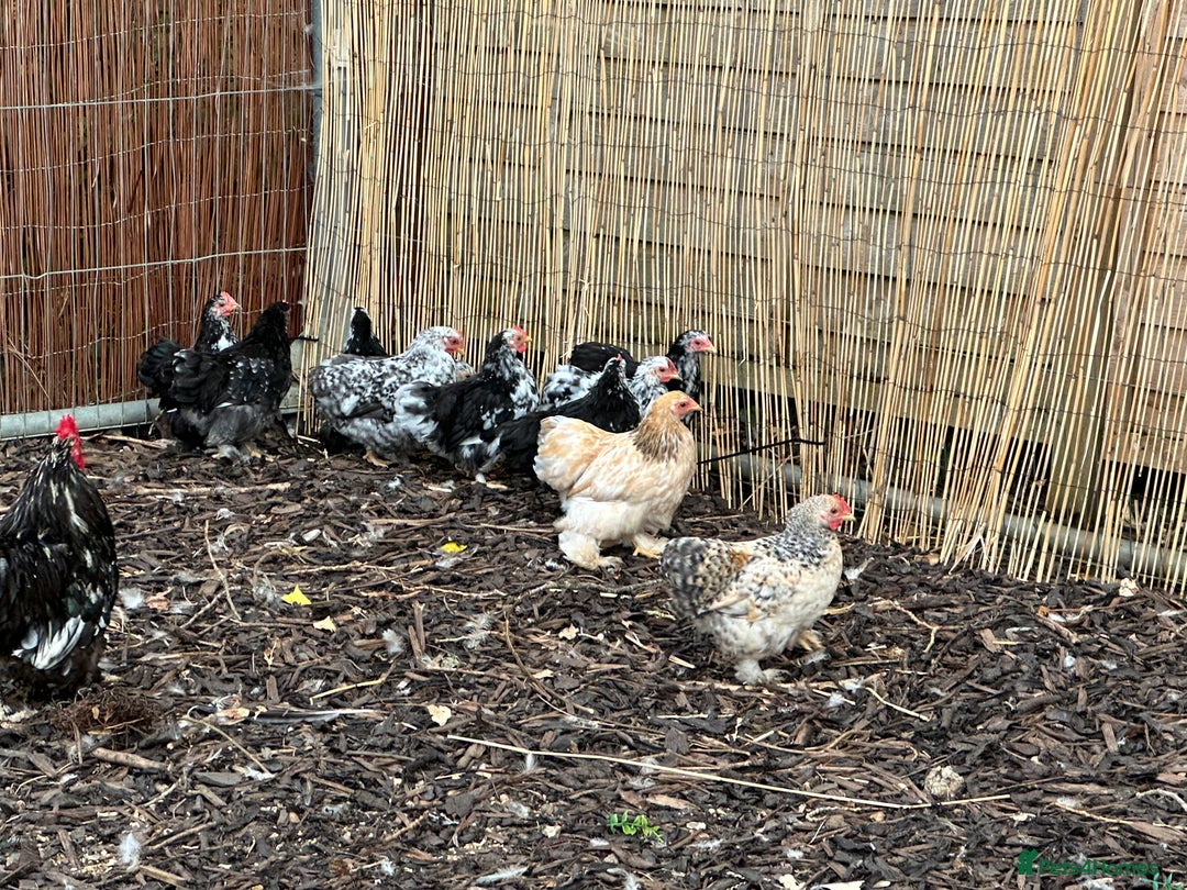 Chickens poultry for sale: Beautiful Pekin bantams!!  - Image 2