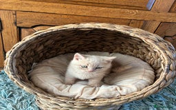 British Shorthair cats for sale: 3 LEFT - TICA BRITISH SHORTHAIRED KITTENS - Image 30