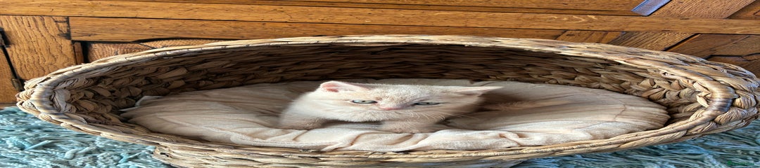 British Shorthair Kitten 1