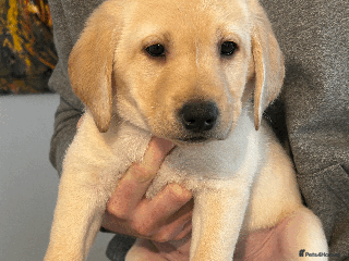 Labrador Retriever dogs Beautiful Labrador Puppies - Advert 12