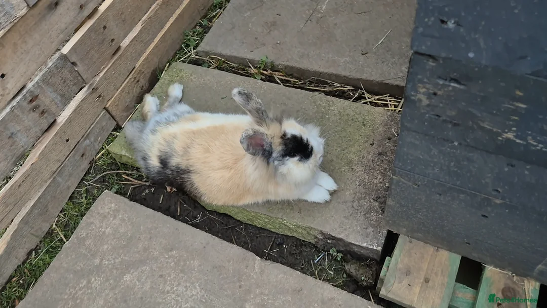 Mixed Breed rabbits for sale: 4 mixed breed bunnys  in Preston - Advert 5