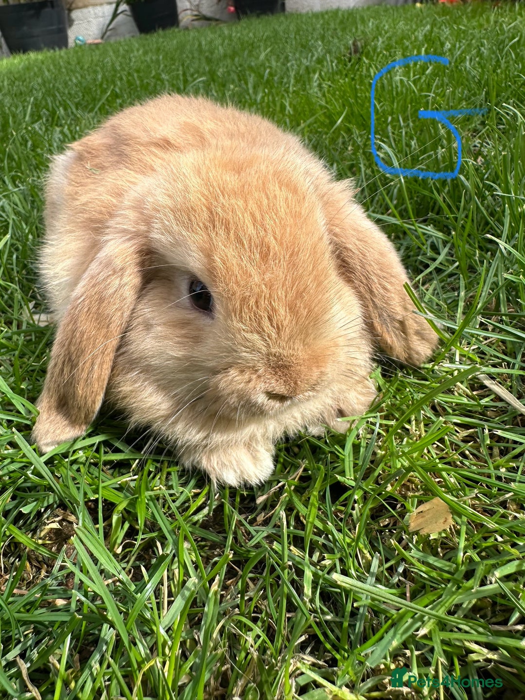 Mini Lop rabbits for sale: Mini Lop Male and Female Rabbits For Sale  - Image 6