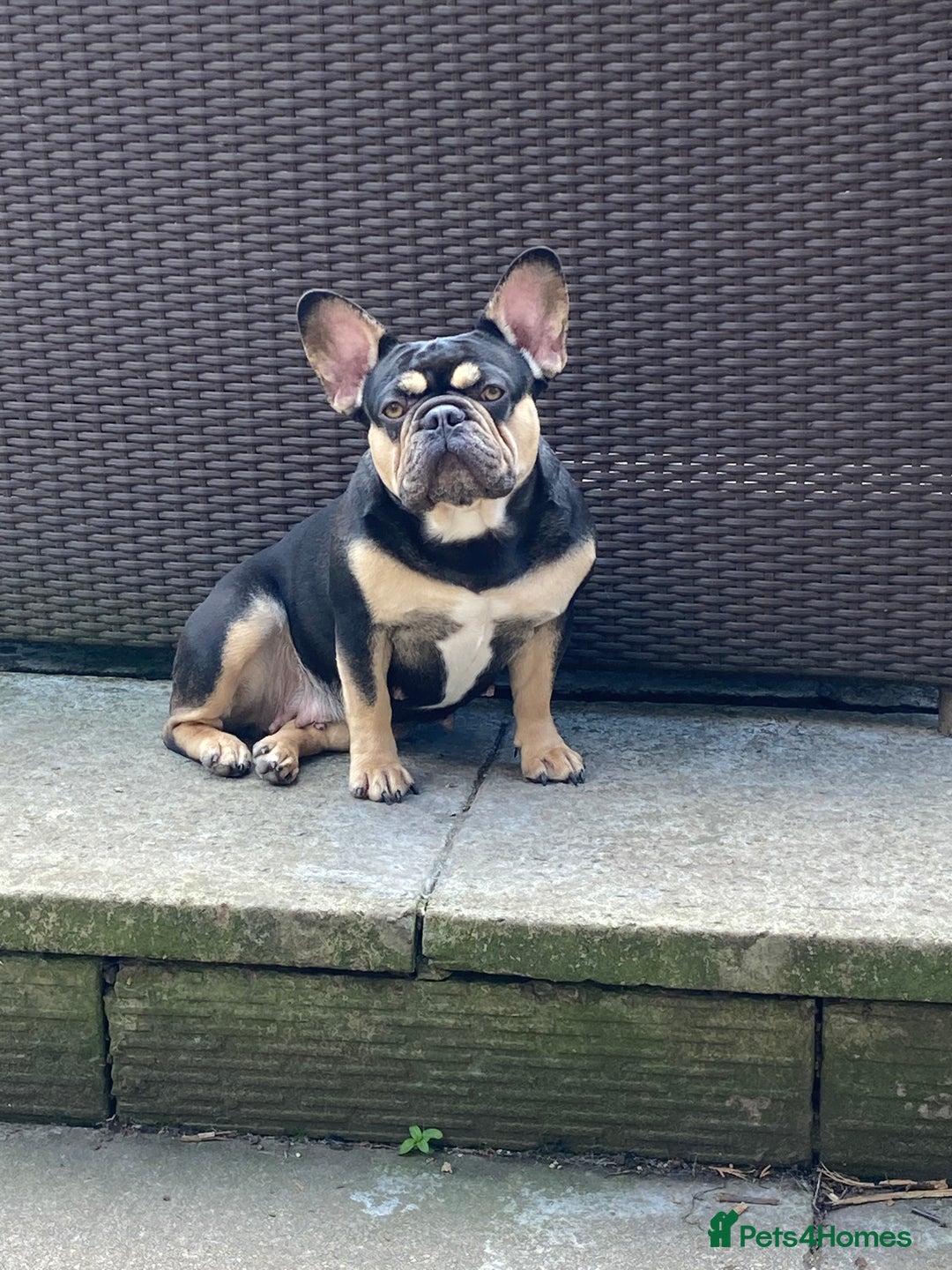 French Bulldog dogs for sale: French bulldog pups  - Advert 7