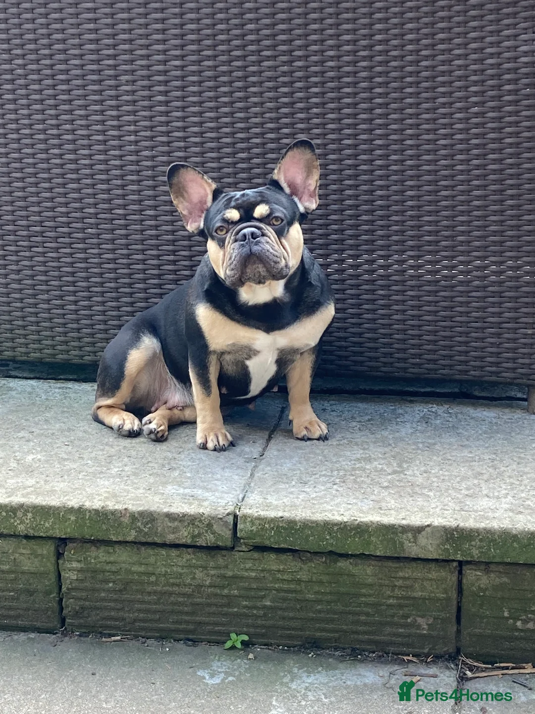 French Bulldog dogs for sale: French bulldog pups  - Advert 17