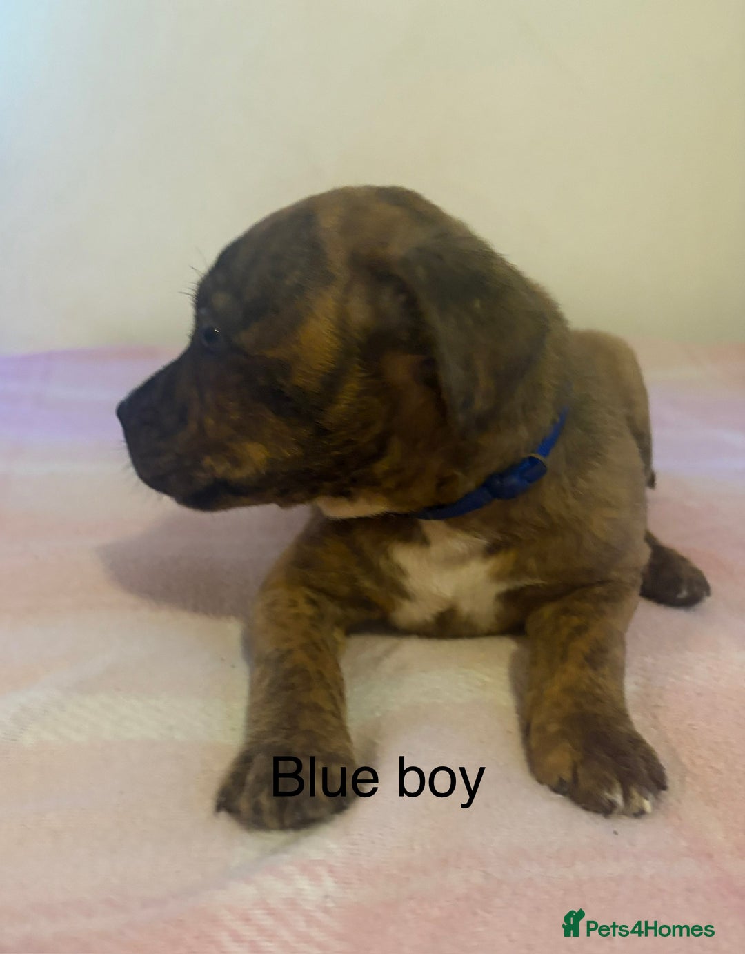 Staffordshire Bull Terrier dogs for sale: Beautiful coloured staffies - Image 3