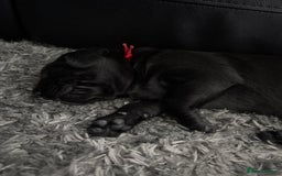 Labrador Retriever dogs for sale: Stunning litter of chunky black Labradors - Advert 18