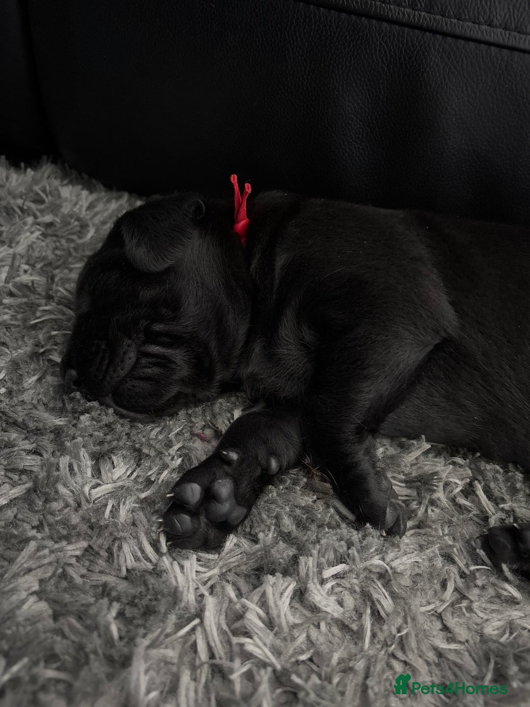 Labrador Retriever dogs for sale: Stunning litter of chunky black Labradors - Advert 18