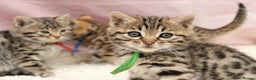 Bengal cats for sale: 🔥Stunning Bengals for reservation only 2 left🔥 - Advert 29