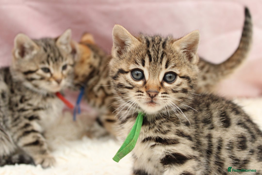 Bengal cats for sale: 🔥Stunning Bengals for reservation only 2 left🔥 - Advert 29