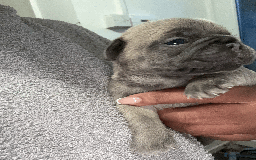 French Bulldog dogs for sale: Adorable KC registered French Bulldog puppies - Image 10