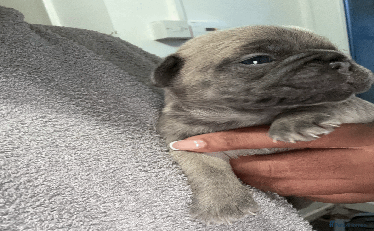 French Bulldog dogs - Advert 15