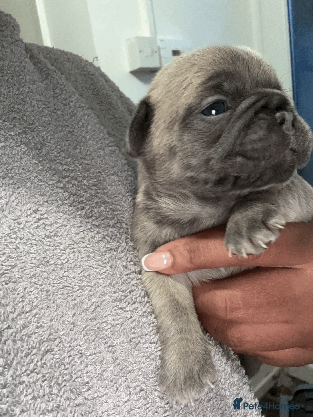 French Bulldog dogs for sale: Adorable KC registered French Bulldog puppies - Image 10