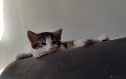 European cats for sale: 😻 2 beatiful female kittens ❗ - Image 9