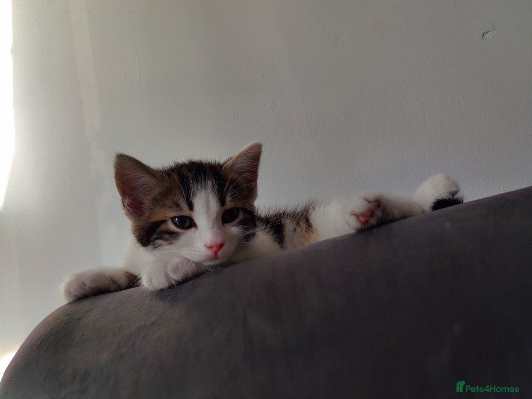 European cats for sale: 😻 2 beatiful female kittens ❗ - Image 9
