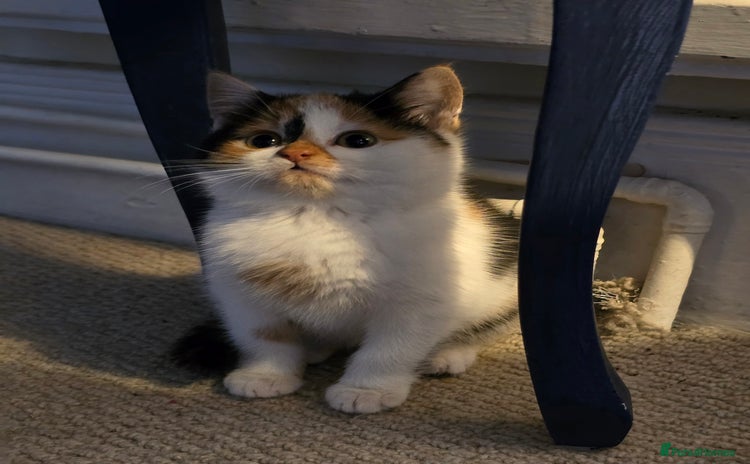 Mixed Breed cats - Advert 2