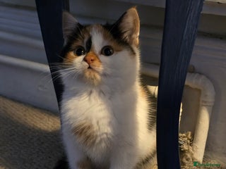 Mixed Breed cats - Advert 27