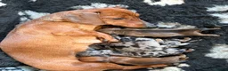 Miniature Dachshund dogs for sale: Miniature daschunds  - Advert 8