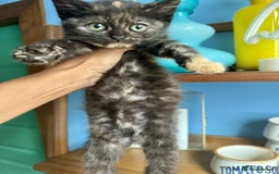 British Shorthair cats for sale: Pure British Shorthair Girls Ready Now! - Image 15