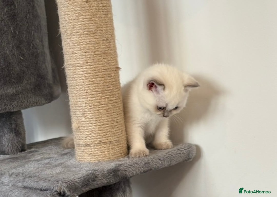 British Shorthair cats for sale: Champion British short hair chunky kittens*unique* - Image 7