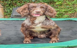 Cocker Spaniel dogs for stud: Merle Cocker Spaniel at stud - DNA tested🧬 in Dudley - Image 2