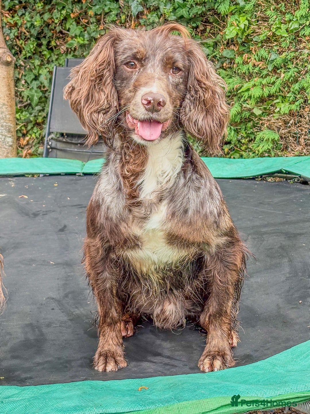 Cocker Spaniel dogs for stud: Merle Cocker Spaniel at stud - DNA tested🧬 in Dudley - Image 2
