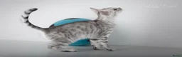 Bengal cats for sale: Rare Silver Bengal Kittens – Boy & Girl Available - Advert 19