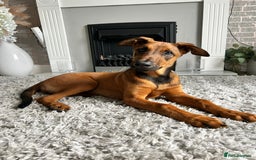 Mixed Breed dogs for sale: Friendly girl - Image 1