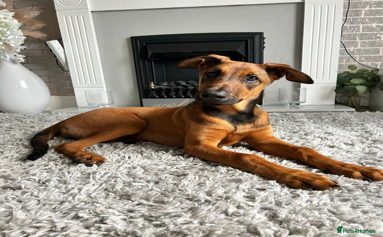Mixed Breed dogs - Advert 1