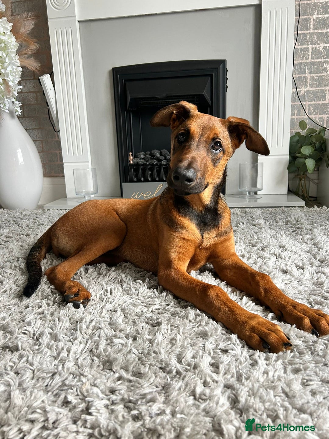 Mixed Breed dogs for sale: Friendly girl - Image 1
