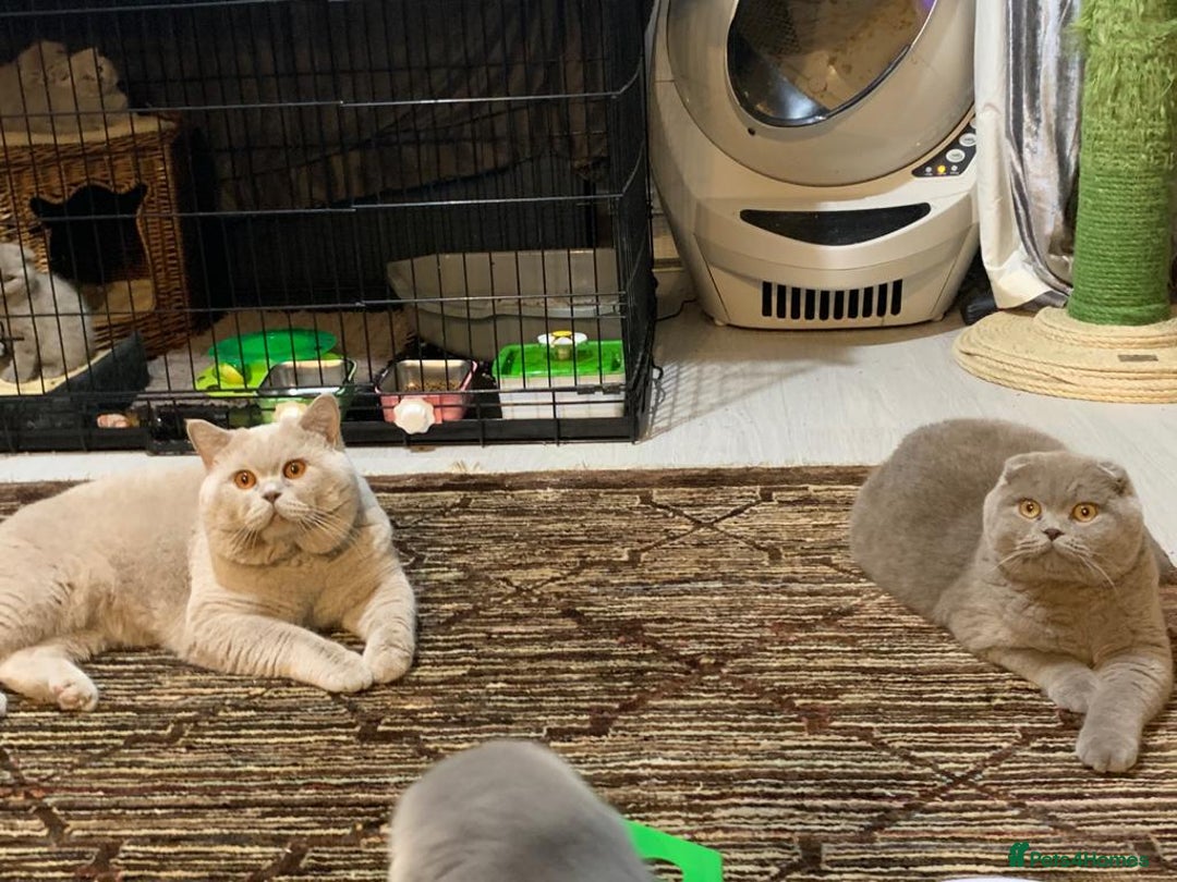 Scottish Fold cats for stud: GRAND CHAMPION TICA in London - Advert 2