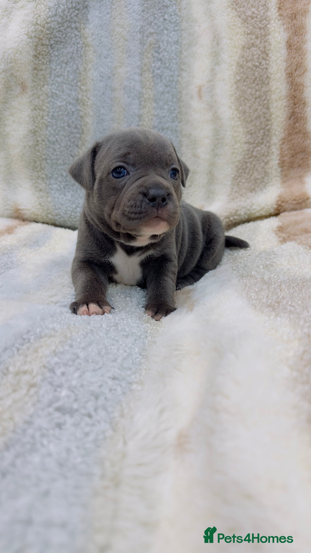 Staffordshire Bull Terrier dogs for sale: ✨🥰🐶 KC Registered Staffordshire Bull Terrier  🐾 - Advert 33
