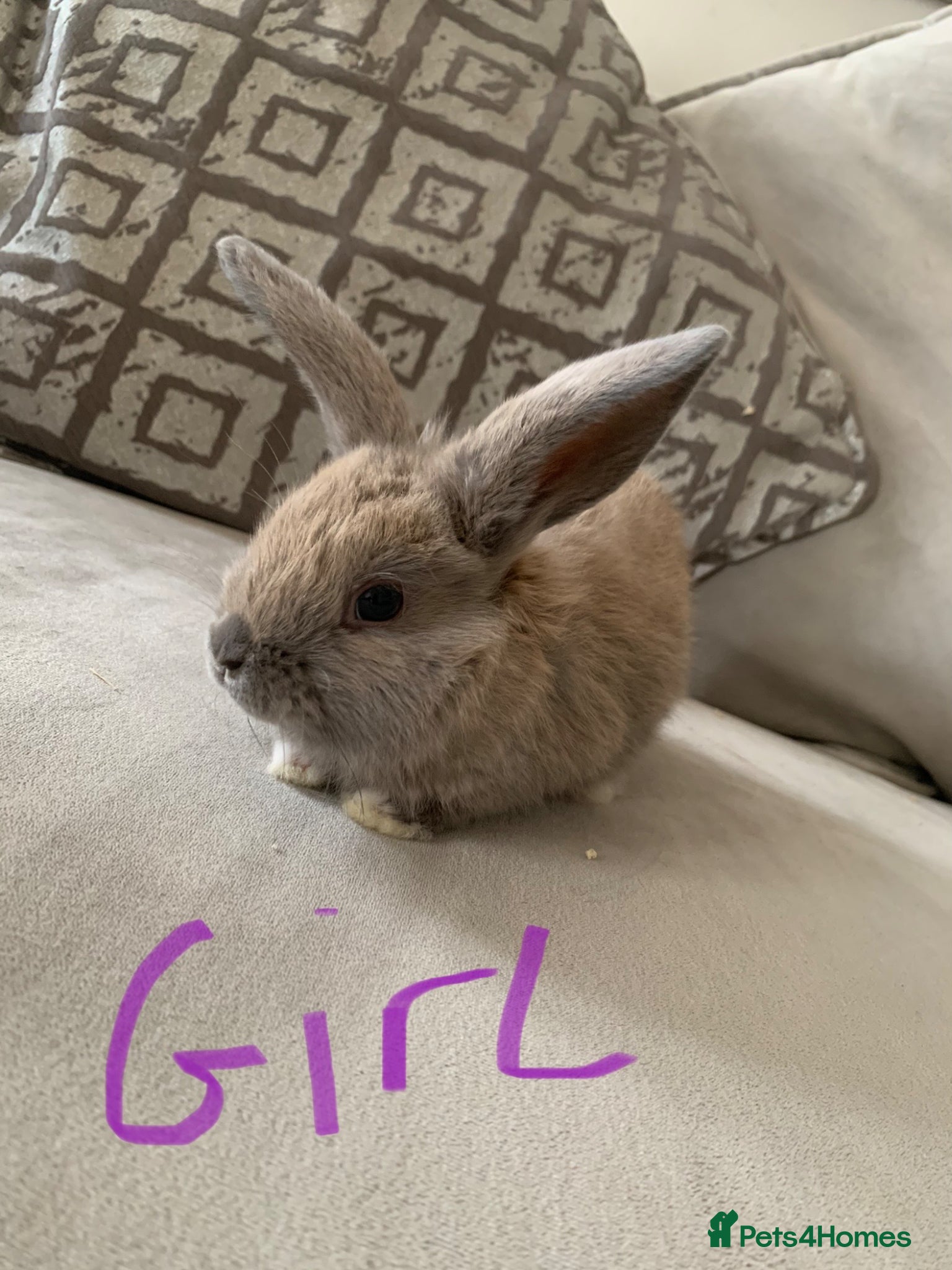 Mini Lop rabbits Gorgeous💖mini lops ready on the 21st may - Advert 1