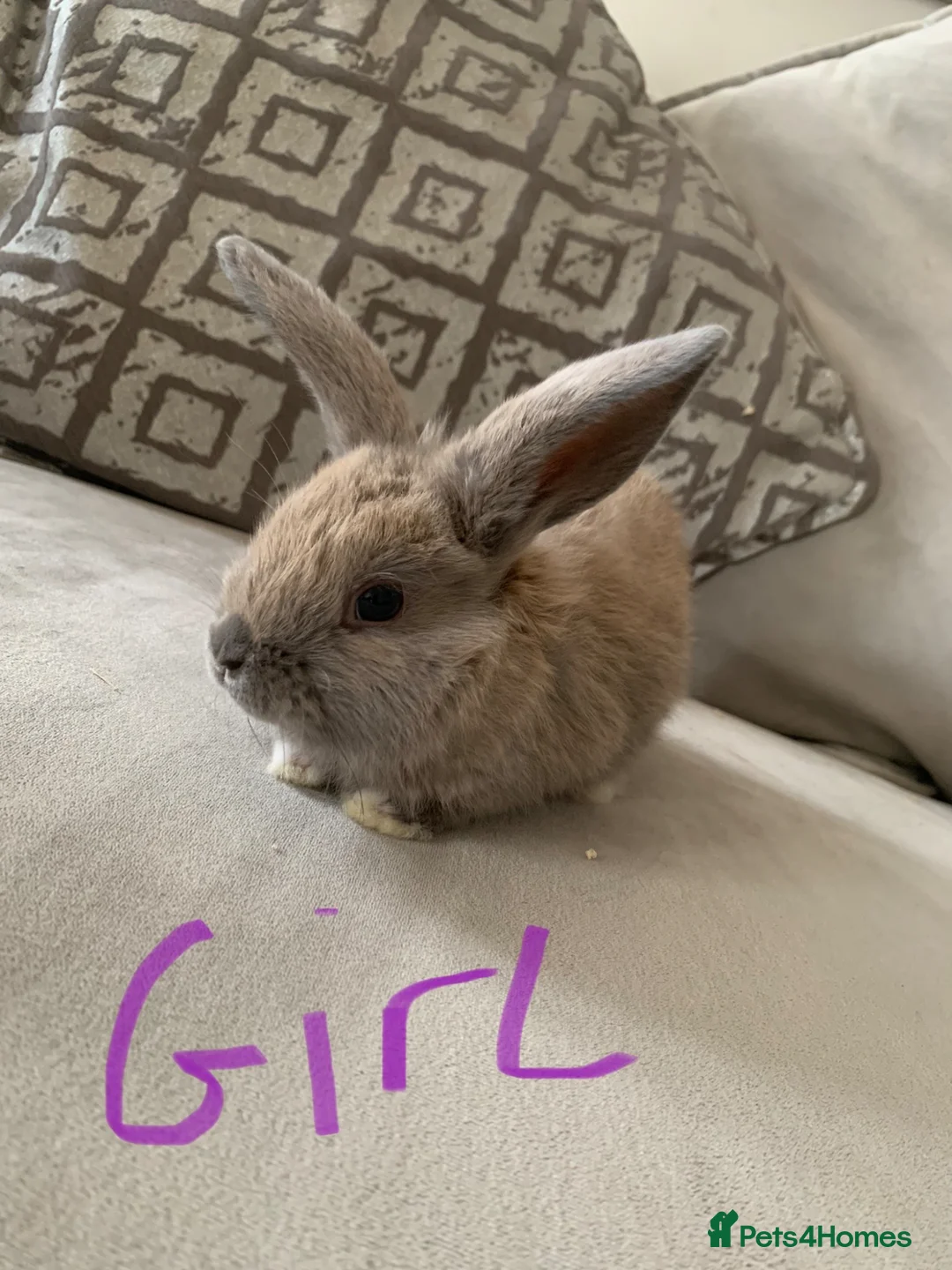 Mini Lop rabbits for sale: Gorgeous💖mini lops ready for there new homes  - Advert 1