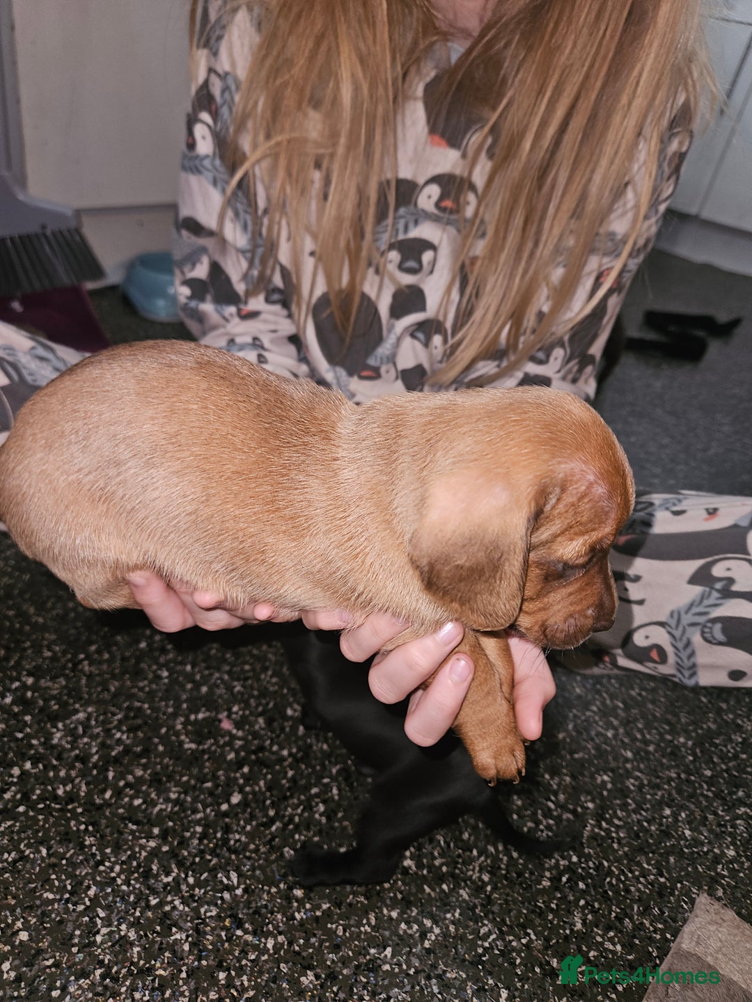 Mixed Breed dogs for sale: Pug x miniature dachshund *Only one left* - Image 15