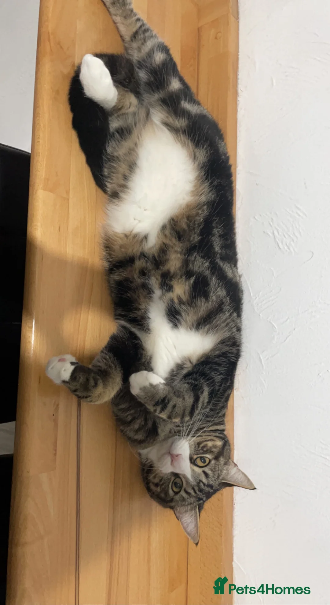 Mixed Breed cats for sale: Mixed Tabby Male for sale  in Wigan - Advert 4