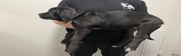 Cane Corso dogs for sale: Russian champ bloodline Cane Corso Puppies 8 left! - Advert 6